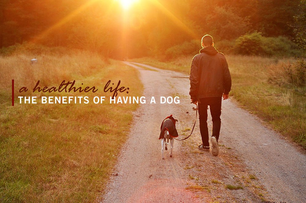 A Healthier Life The Benefits of Having a Dog